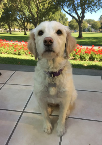 cloe
